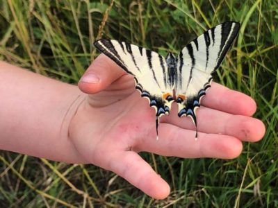 Fly like a butterfly! – Konkurs Języka Angielskiego dla klas 0-8 Szkoły Podstawowej